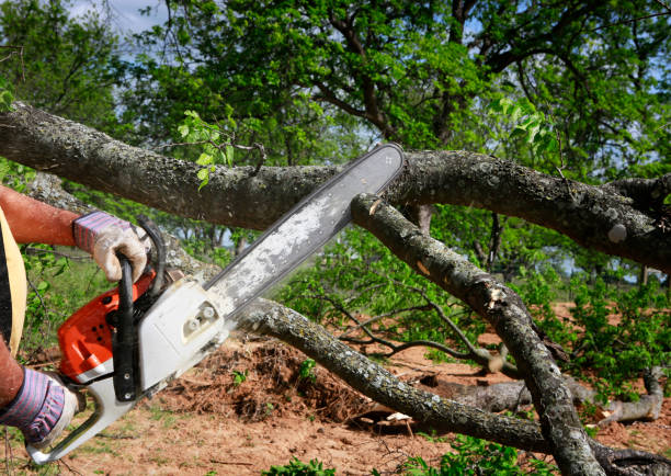 Best Tree Removal for Businesses  in USA